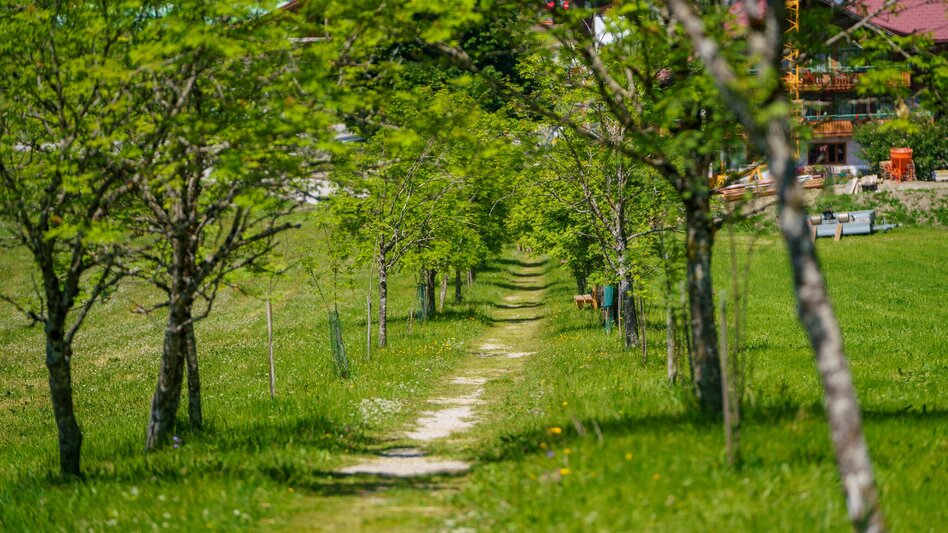 Wanderung Panorama Allee Ramsau West - Touren-Impression #2.4 | © Christine Höflehner