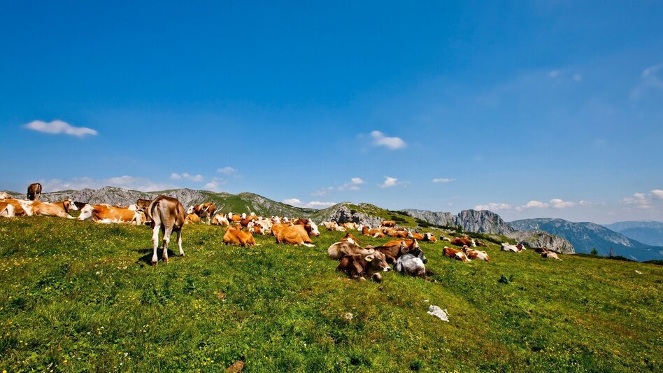 Wanderung Almenwanderung zu Gams und Edelweiss - Touren-Impression #2.5 | © Steiermark Tourismus