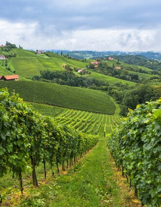 Sommer in der Südsteiermark | © Steiermark Tourismus/Harry Schiffer