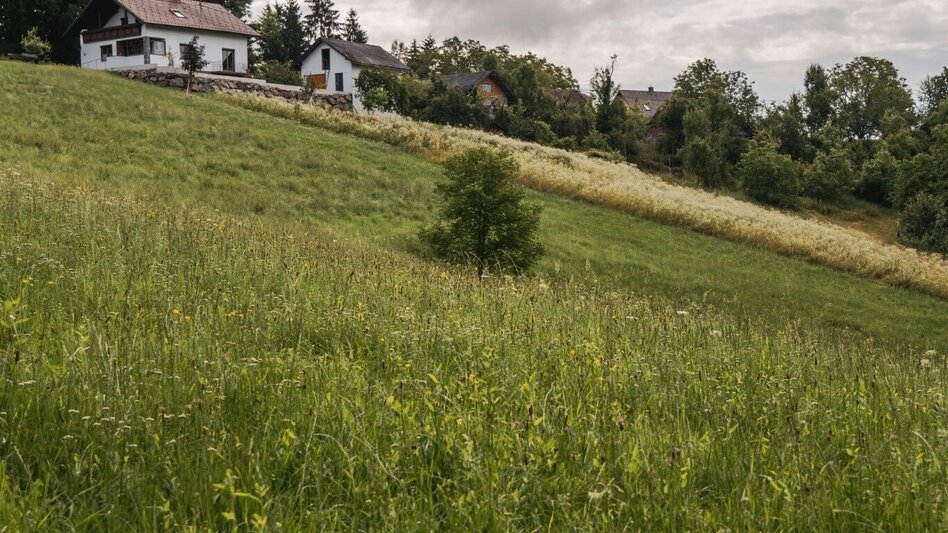 Wanderung Greith-Wege – Genusstour  - Touren-Impression #2.1 | © TV Südsteiermark/Silvan