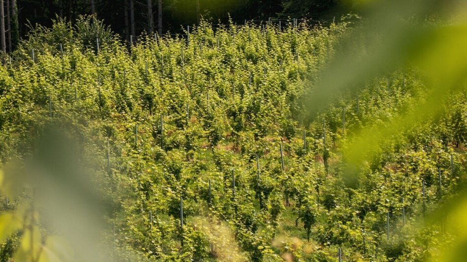 Wanderung Greith-Wege – Genusstour  - Touren-Impression #2.2 | © TV Südsteiermark/Silvan