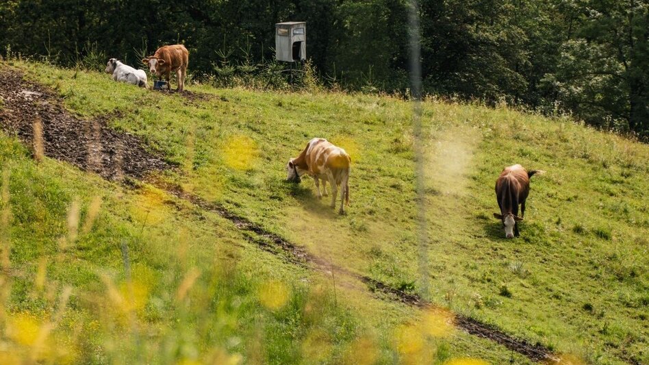 Wanderung Greith-Wege – Genusstour  - Touren-Impression #2.4 | © TV Südsteiermark/Silvan