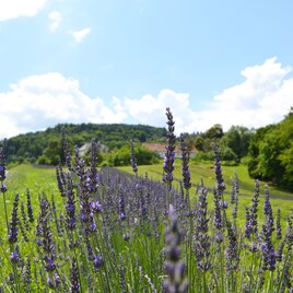 Lavendelfeld in Kitzeck | © Südsteiermark