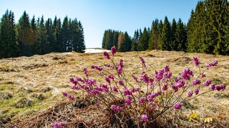 Bergtour Zinödlbergrunde über Stockingeralm - Touren-Impression #2.11 | © TV Gesäuse