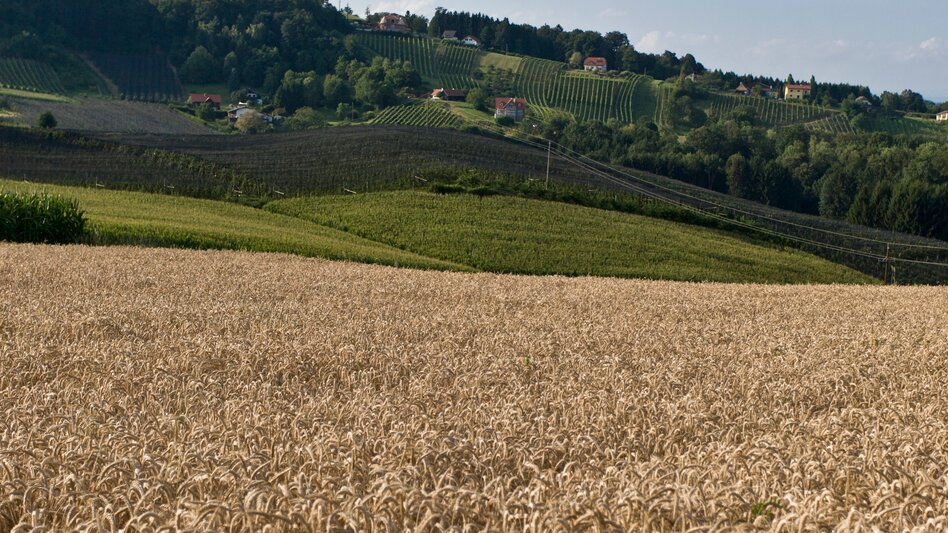 Wanderung Mariazeller Weg Anbindung von Slowenien über Mureck - Touren-Impression #2.3 | © Steiermark Tourismus