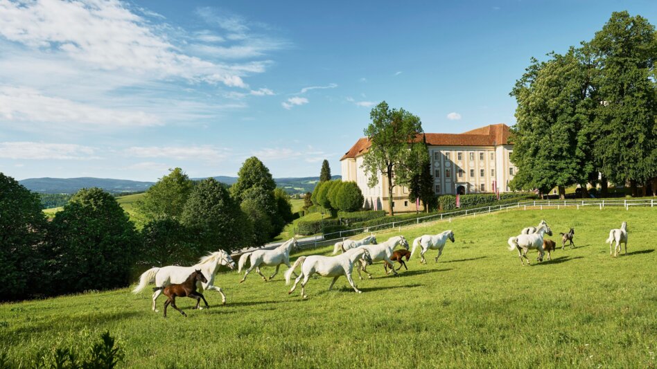 Wanderung Maestoso Rundweg - Touren-Impression #2.1 | © Region Graz