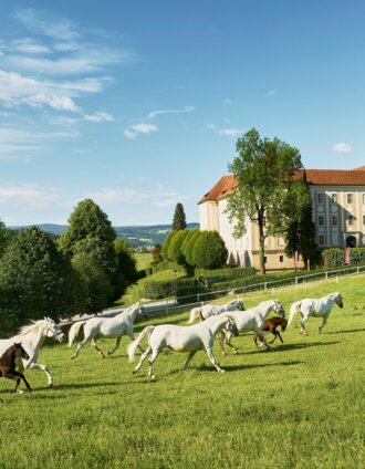 Lipizzaners at Piber Stud Farm | Stefan Leitner | © Region Graz