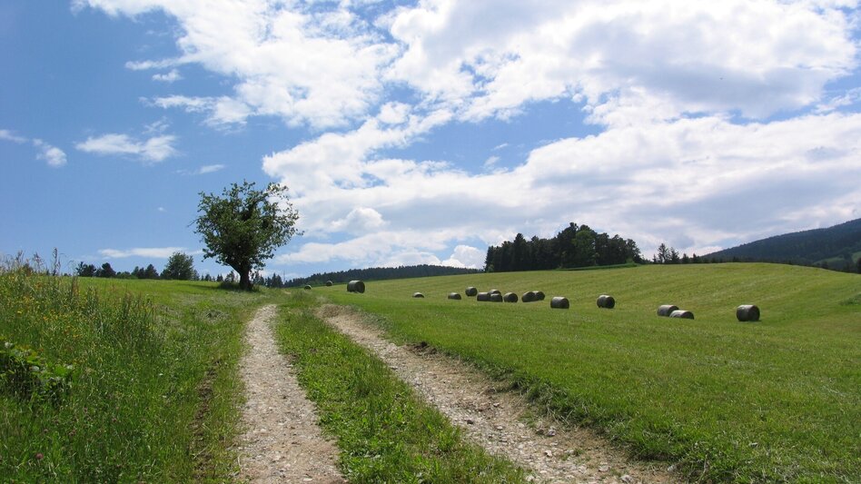 Wanderung Herlwirtweg - Touren-Impression #2.1