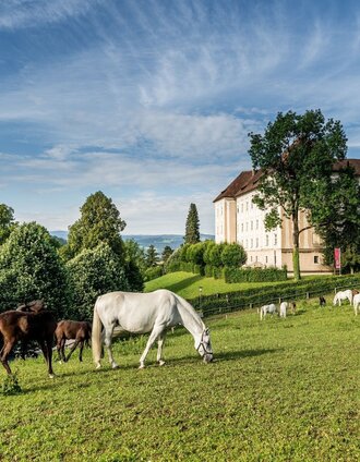 Lipizzanergestüt Piber | Die Abbilderei | © Tourismusbüro Lipizzanerheimat