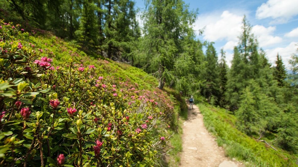 Hiking Route Reiteralm Alpine Loop - Touren-Impression #2.16 | © Tourismusverband Schladming