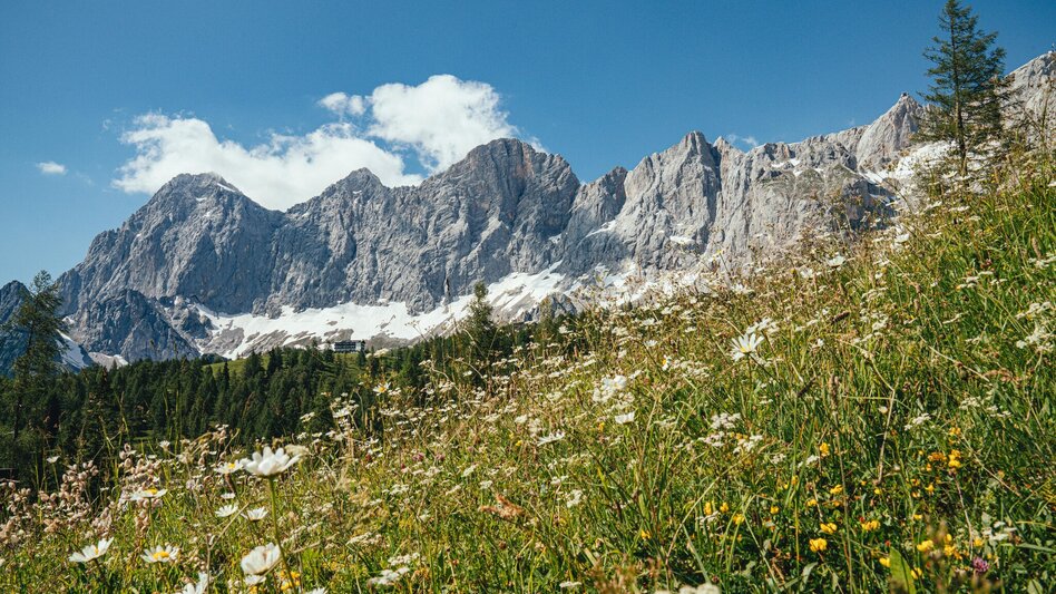 Hiking Route Duregg Loop Trail - The Forest Walk - Touren-Impression #2.1 | © Christine Höflehner