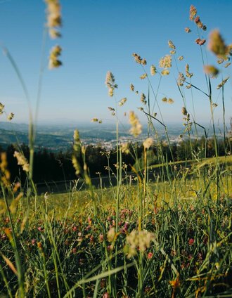 Herrliche Wanderung auf den Rosenkogel | Lupi Spuma | © TVB Südsteiermark/Lupi Spuma