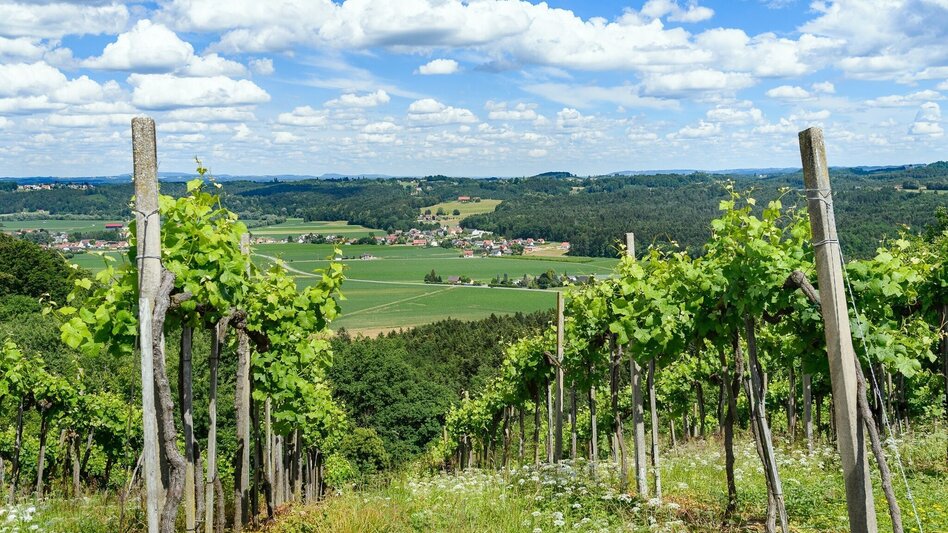 Hiking Route Heimschuher-Runde South No. 5 - Tour 25 lt. WK "From the alpine pasture to the wine". - Touren-Impression #2.3 | © TV Südsteiermark/Peter Schimpel