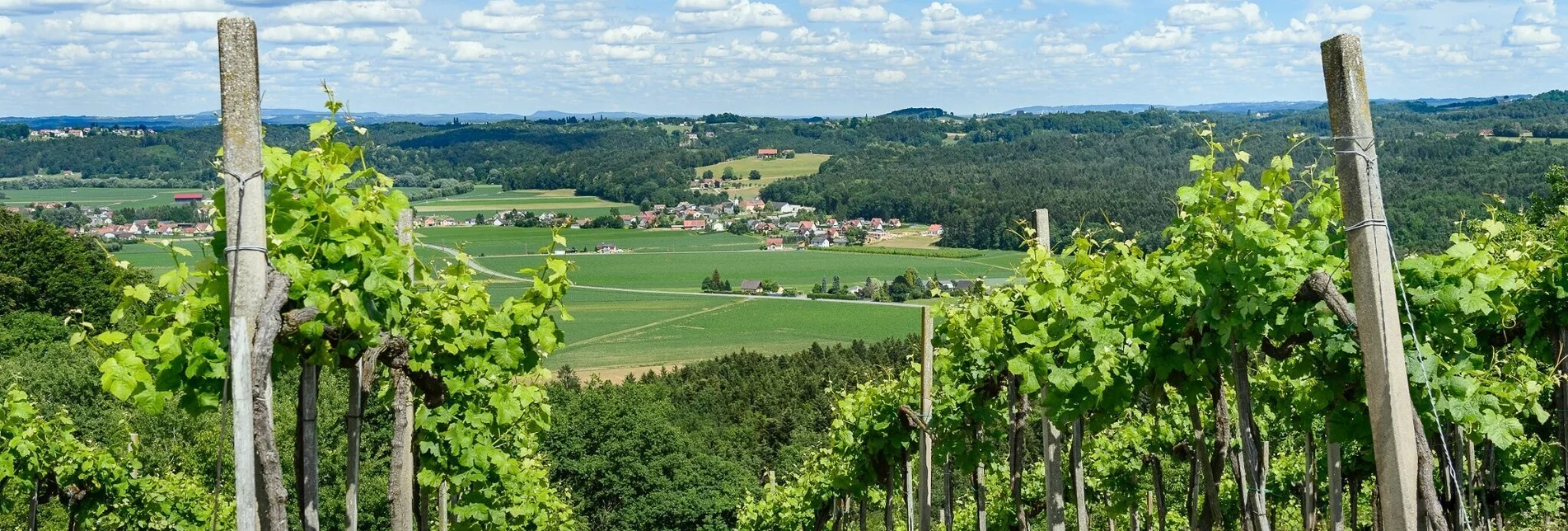 Weingärten und Blick nach Heimschuh | © Südsteiermark