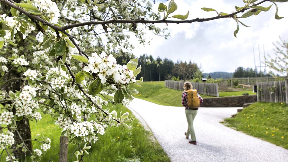 Wanderung Großofen Runde - Touren-Impression #2.2 | © Region Graz