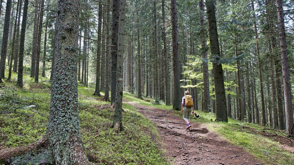 Wanderung Großofen Runde - Touren-Impression #2.3 | © Region Graz