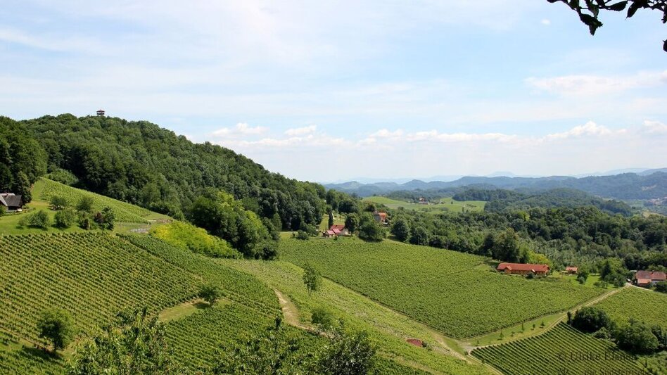 Cycling Cycling for pleasure - Wine Road Tour Variant 2 - "Ratsch" - Touren-Impression #2.1 | © TVB Südsteiermark
