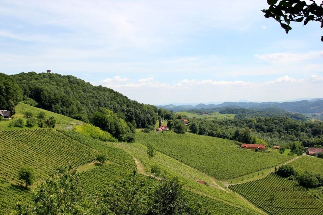 Cycling Cycling for pleasure - Wine Road Tour Variant 2 - "Ratsch" - Touren-Impression #1 | © TVB Südsteiermark
