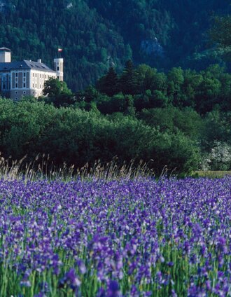 Irisblüte am Ennsradweg beim Schloss Trautenfels | bigshot.at | © Steiermark Tourismus