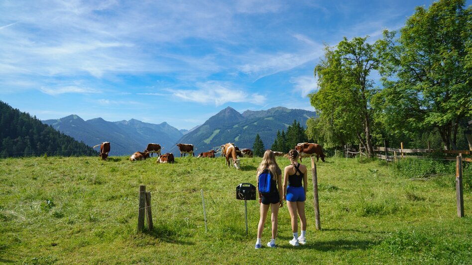 Wanderung Rittisberg Rundweg - Touren-Impression #2.4 | © Christine Höflehner