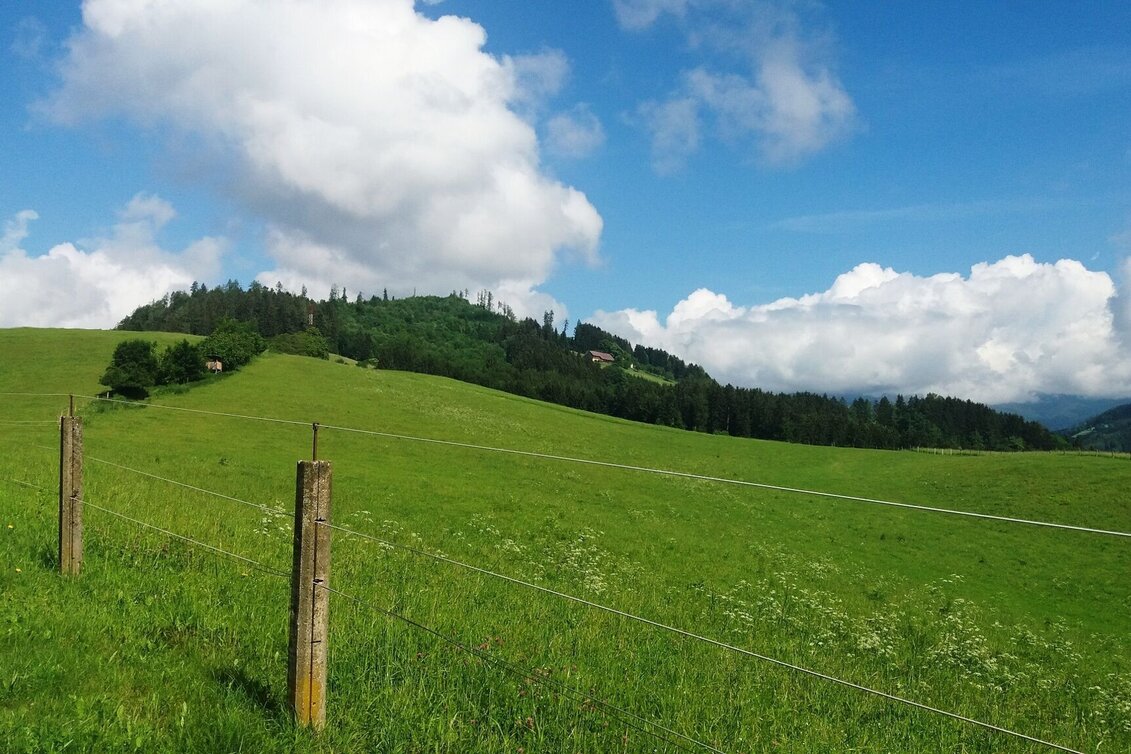 Wanderung Durch einen  schönen Hochwald (4) - Touren-Impression #1 | © Region Graz