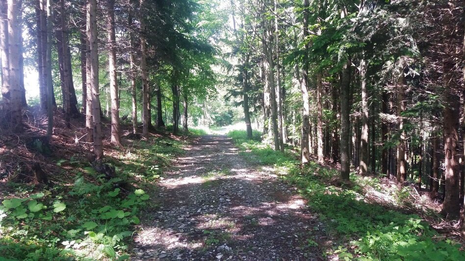 Wanderung Durch einen  schönen Hochwald (4) - Touren-Impression #2.8 | © Region Graz