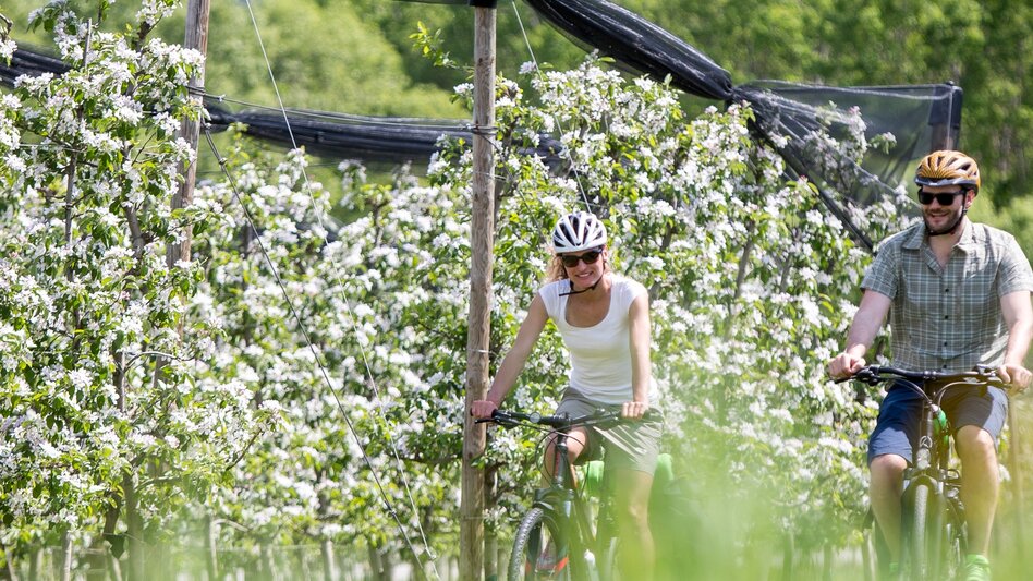 Radfahren Apfel-Tour WZ16, Floing - Touren-Impression #2.1 | © Steiermark Tourismus