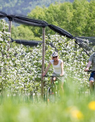 Radfahren im Frühling zwischen Apfelblüten, ApfelLand-Stubenbergsee in der Oststeiermark | Tom Lamm | © Steiermark Tourismus