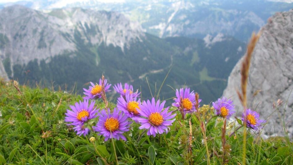Mountain Hike Reiting - the mountain of flowers - Touren-Impression #2.3 | © TV Hochsteiermark