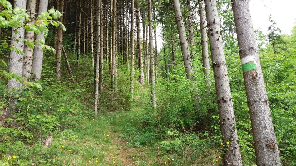 Wanderung Auf ins Tregisttal (1) - Touren-Impression #2.13 | © Region Graz