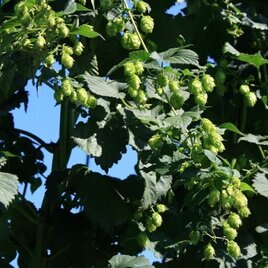 Hopfen in Leutschach | © Südsteiermark