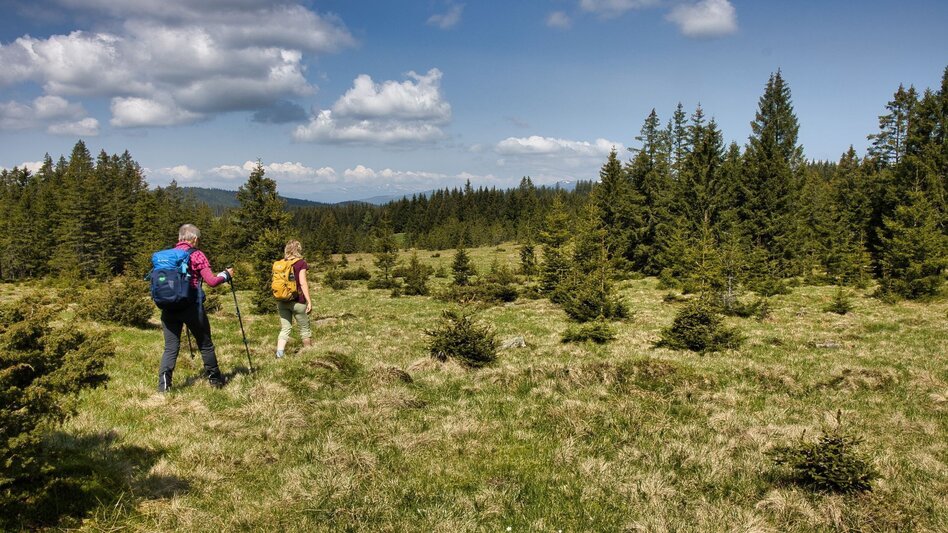 Wanderung Oswalder Rundweg - Touren-Impression #2.3 | © TV Südsteiermark - WEGES
