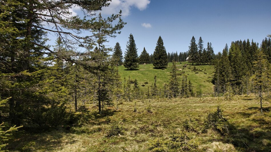 Wanderung Oswalder Rundweg - Touren-Impression #2.5 | © TV Südsteiermark - WEGES