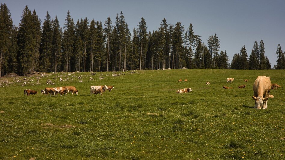 Wanderung Oswalder Rundweg - Touren-Impression #2.6 | © TVSüdsteiermark/WEGES