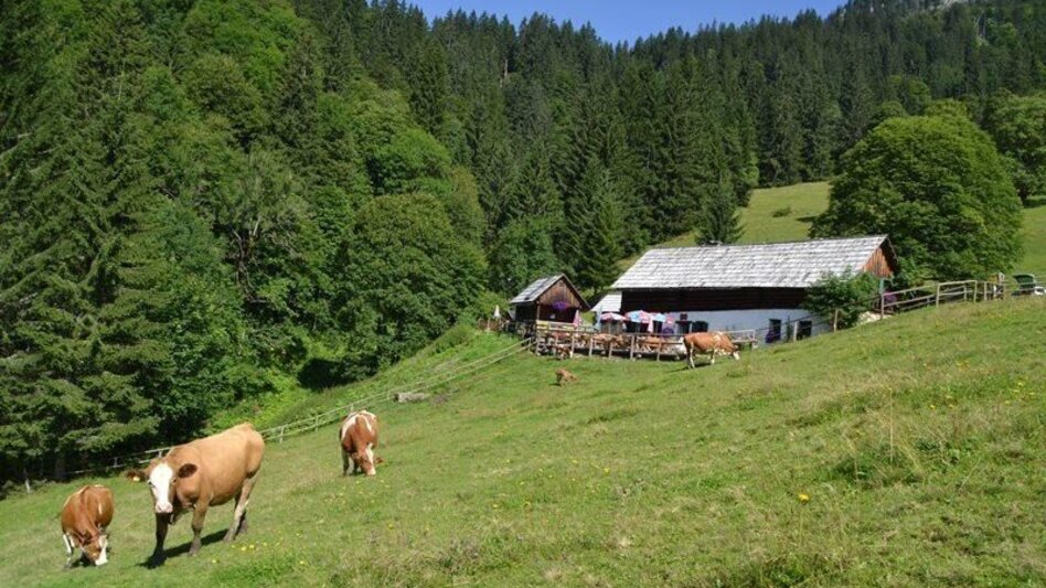 Wanderung Über den Ebnerbauer auf die Kölblalm - Touren-Impression #2.4 | © TV Gesäuse