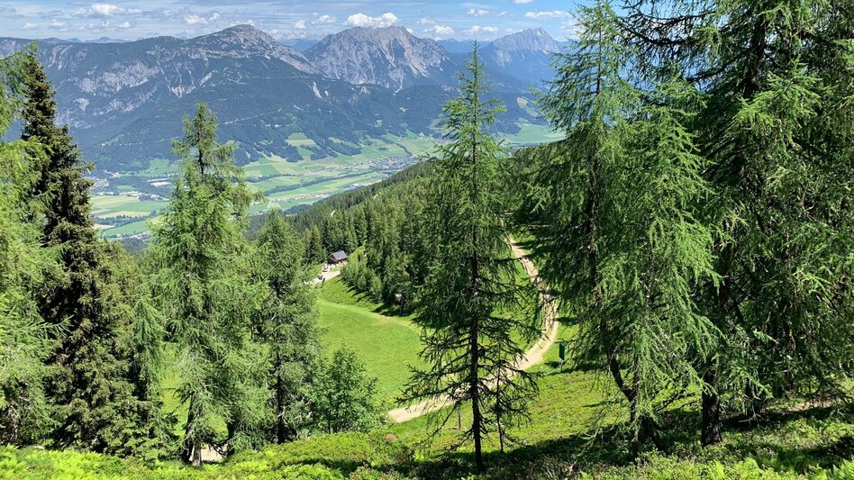 Hiking Route Circular hiking trail "sheep sense" at Hauser Kaibling - Touren-Impression #2.4 | © Erlebnisregion Schladming-Dachstein