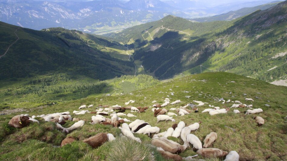 Hiking Route Circular hiking trail "sheep sense" at Hauser Kaibling - Touren-Impression #2.14 | © © www.schafsinn.at