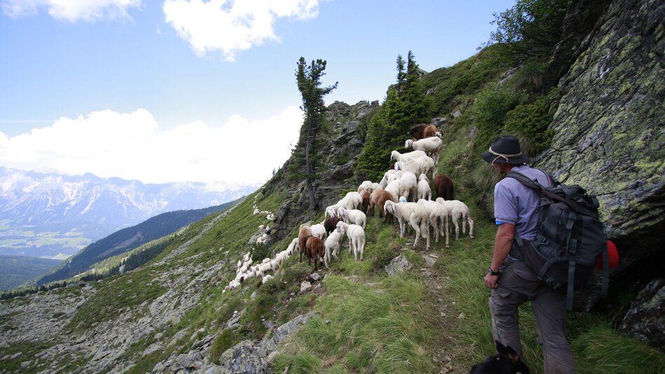 Hiking Route Circular hiking trail "sheep sense" at Hauser Kaibling - Touren-Impression #2.15 | © © www.schafsinn.at