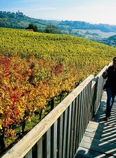 Am Weinweg der Sinne | © Steiermark Tourismus | Reinhard Lamm | © Steiermark Tourismus