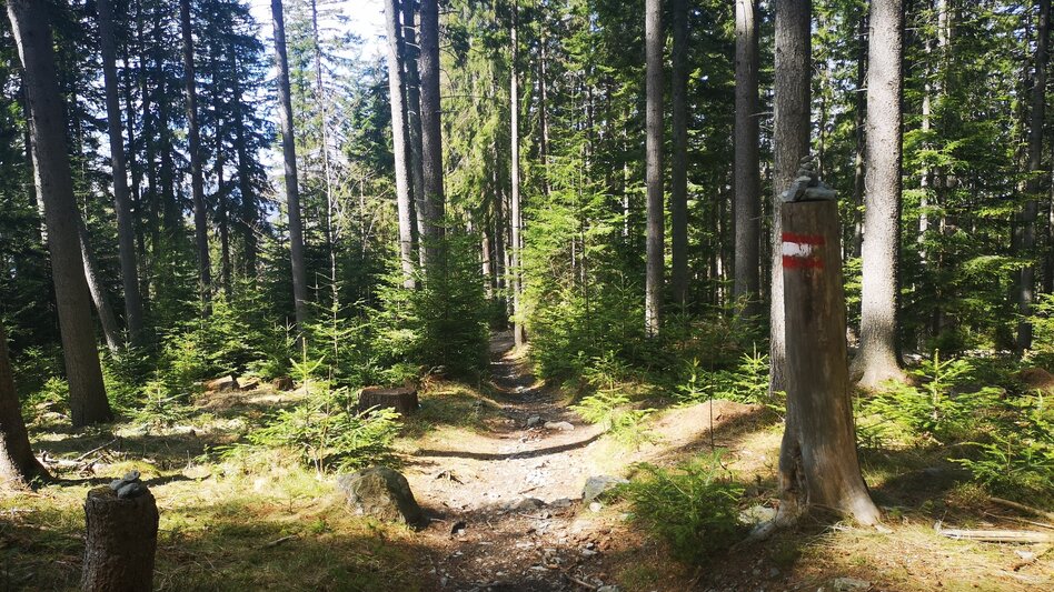 Hiking Route From Mürzzuschlag to the Große Scheibe - Touren-Impression #2.3 | © TV Hochsteiermark