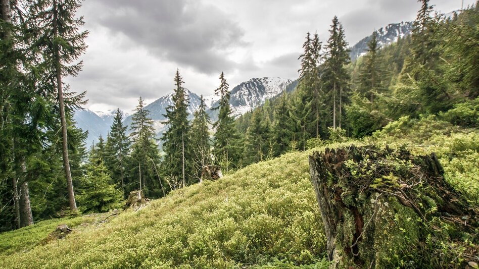Wanderung Von der Hochwurzen nach Untertal-Dorf - Touren-Impression #2.1 | © Tourismusverband Schladming