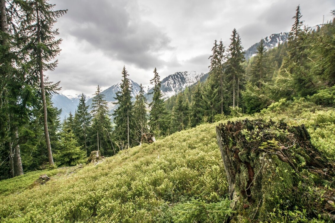 Wanderung Von der Hochwurzen nach Untertal-Dorf - Touren-Impression #1 | © Tourismusverband Schladming