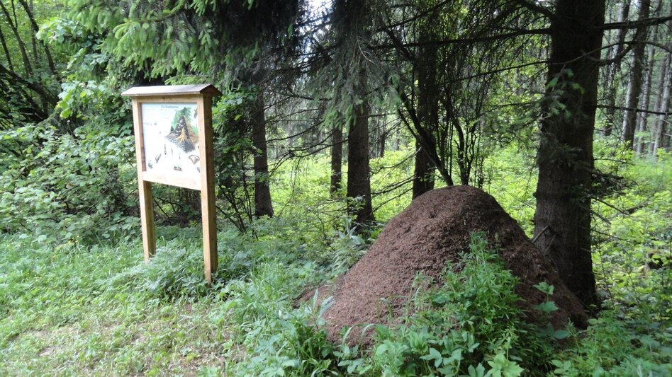 Family Hiking Trail Nature trail Seegraben - Touren-Impression #2.3 | © Tourismusverband Leoben