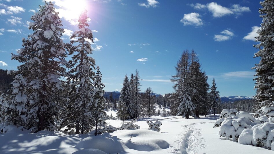 Snowshoe Walking Tour to the Holzerhütte - Touren-Impression #2.1 | © Tourismusverband Murau