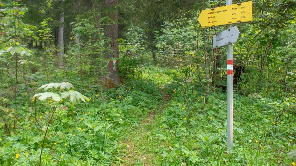 Bergtour Buchberg Wildalpen - Touren-Impression #2.5 | © TV Gesäuse