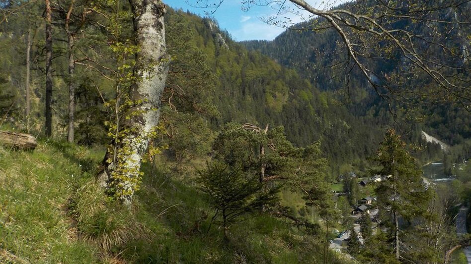 Wanderung Hopfgartenrunde Wildalpen - Touren-Impression #2.4 | © Tourismusverband Wildalpen