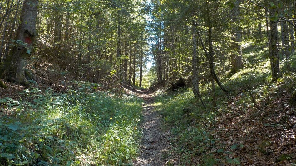 Hiking Route Kräuterhalsrunde Wildalpen - Touren-Impression #2.7 | © Tourismusverband Wildalpen