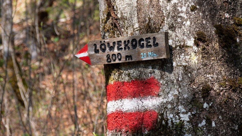 Bergtour Löwekogel Wildalpen - Touren-Impression #2.4 | © TV Gesäuse