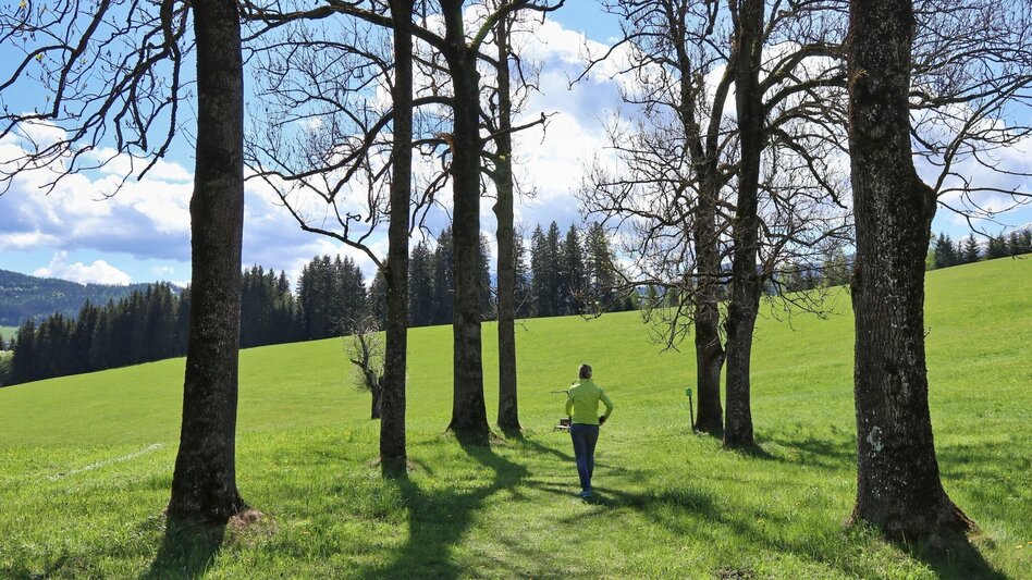 Wanderung Waldrundweg über Reitinger in Großlobming - Touren-Impression #2.6 | © WEGES OG