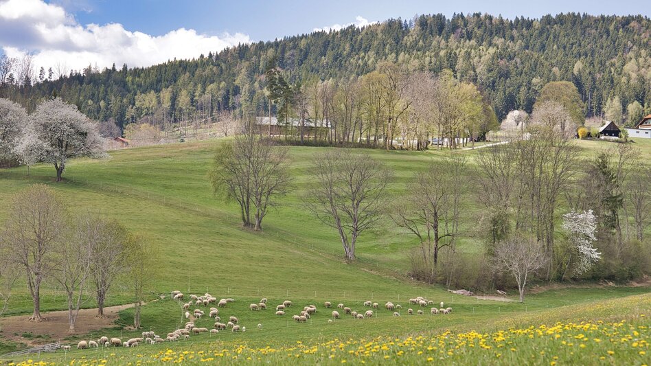 Hiking Route Boden-Rechbergkogel-Greithweg (R10) - Touren-Impression #2.2